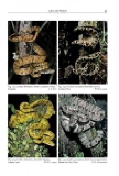 Natural History of Neotropical Treeboas (genus Corallus)